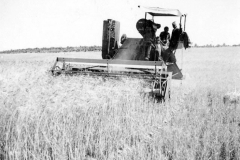 002c - Getreide einfahren auf der Farm von Claus - Societé Maire, Tunis