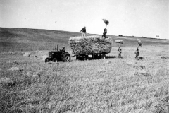 003b - Getreide einfahren auf der Farm von Claus - Societé Maire, Tunis