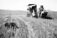 003c - Getreide einfahren auf der Farm von Claus - Societé Maire, Tunis