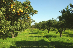 Die Halbinsel Cap Bon