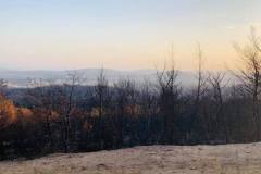 Wälder im Gouvernorat Jendouba 2021