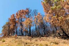 Wälder im Gouvernorat Jendouba 2021