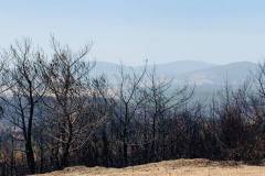 Wälder im Gouvernorat Jendouba 2021