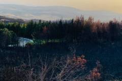 Wälder im Gouvernorat Jendouba 2021