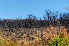 Wälder im Gouvernorat Jendouba 2021