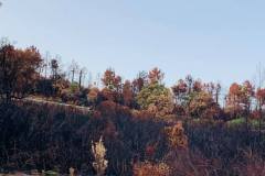 Wälder im Gouvernorat Jendouba 2021