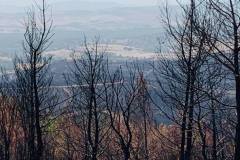 Wälder im Gouvernorat Jendouba 2021