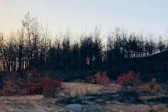 Wälder im Gouvernorat Jendouba 2021