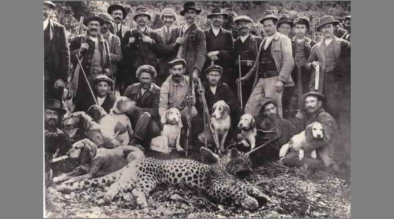 Bild: Letzter, im Jahr 1929 getöteter Atlasleopard