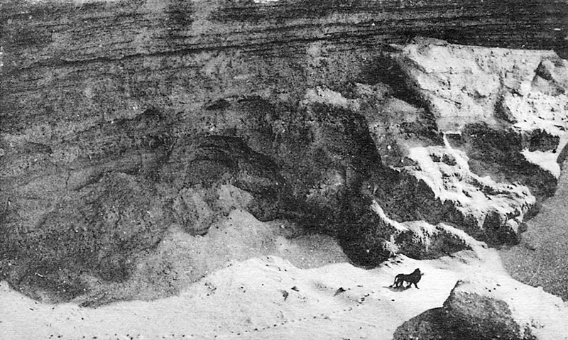 Letztes bekanntes Bild eines freilebenden Berberlöwen, aufgenommen um 1925