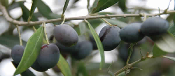 Olivensorten Tunesien: Chétoui-Olive