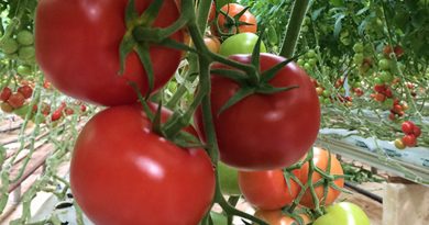 Export von 4742 Tonnen Tomaten aus geothermischem Anbau Oasen-Tomaten