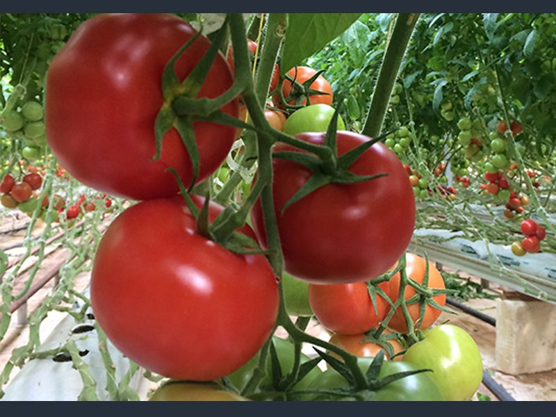 Export von 4742 Tonnen Tomaten aus geothermischem Anbau Oasen-Tomaten