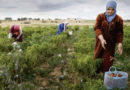 UTICA Landarbeiterinnen in Tunesien