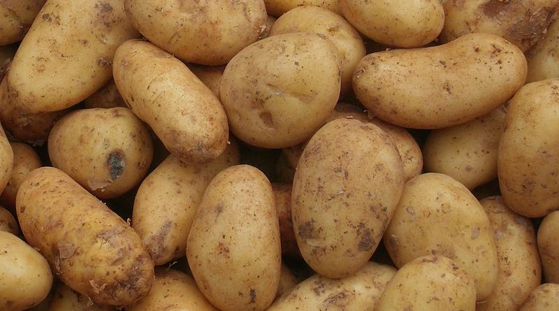 Tunesien: Anstieg bei der Produktion saisonaler Kartoffeln bis August 2018