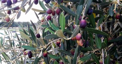 Symbolfoto: Olive am Baum