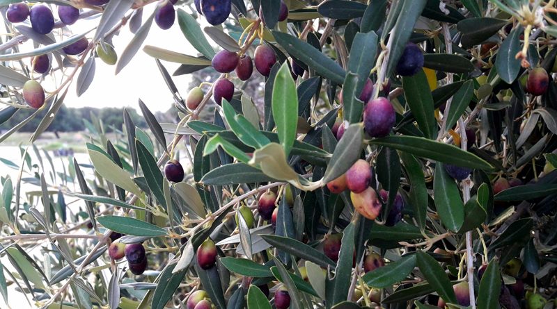 Symbolfoto: Olive am Baum