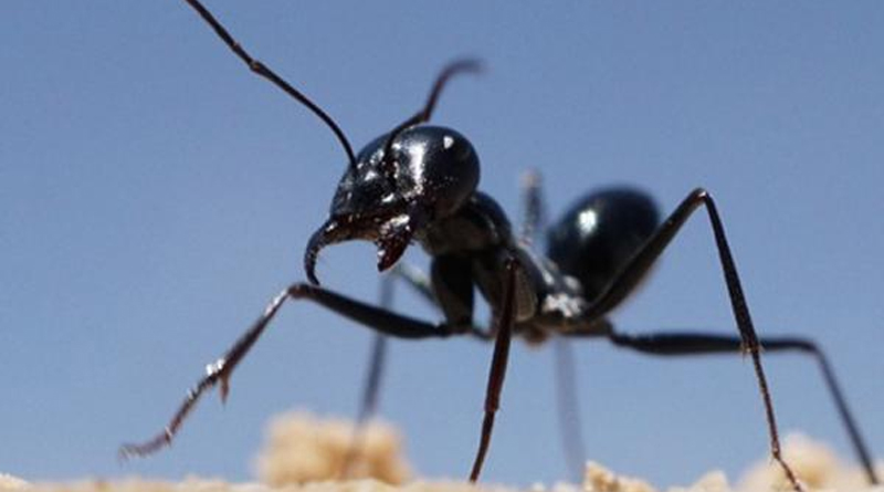 Wenn die Ameise von der Nahrungssuche in ihr Nest zurückkehrt, vollbringt sie eine navigatorische Meisterleistung. Markus Knaden / Max-Planck-Institut für chemische Ökologie