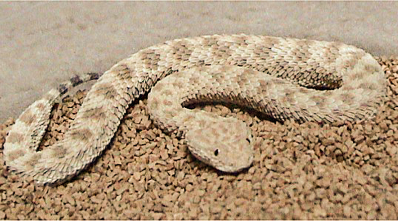 Giftige Tierarten in Tunesien: Avicennaviper (Cerastes vipera) - Bild: CC BY-SA 2.5, https://commons.wikimedia.org/w/index.php?curid=2288293