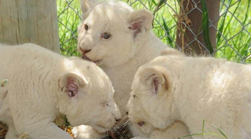 Im Januar 2019 geborene weiße Löwenbabies - Foto: Friguia Park