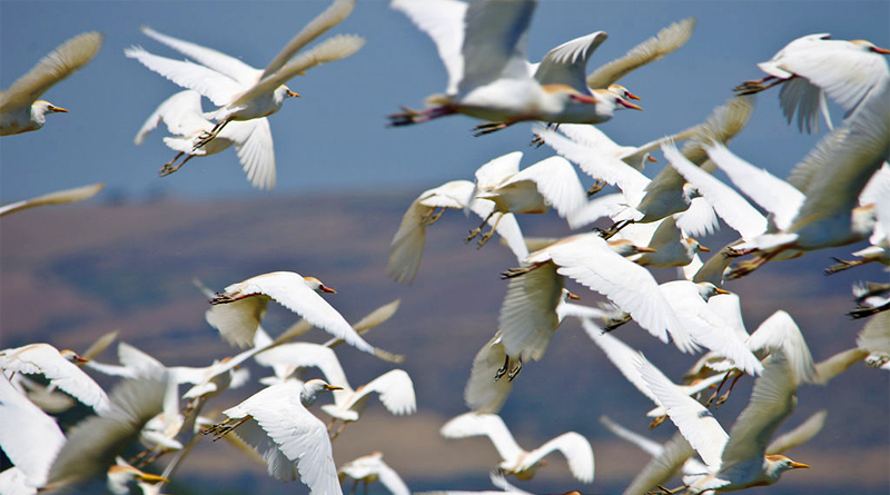 Zugvögel am Ichkeul - Bild: Von Elgollimoh - Eigenes Werk, CC BY-SA 3.0, https://commons.wikimedia.org/w/index.php?curid=40184725