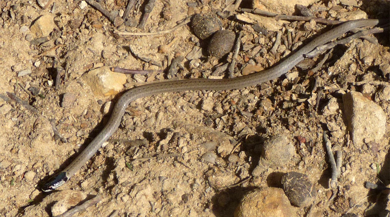 Giftige Tierarten in Tunesien: Kapuzennatter (Macroprotodon cucullatus) - Bild: gailhampshire - Flickr: Hooded Snake. Macroprotodon cucullatus., CC BY 2.0, https://commons.wikimedia.org/w/index.php?curid=33266987