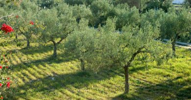 Olivenplantage