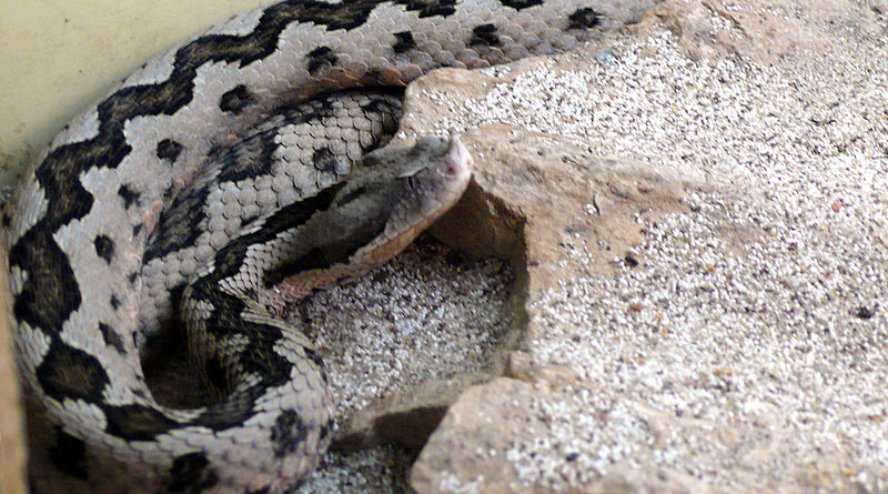 Giftige Tierarten in Tunesien: Stülpnasenotter (Vipera latastei) - Bild: TimVickers - self-made, St Louis zoo, Gemeinfrei, https://commons.wikimedia.org/w/index.php?curid=3569167