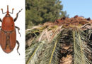 Rüsselkäfer und zerstörte Palme - Käfer von Didier Descouens - Eigenes Werk, CC BY-SA 4.0, Link | Palme von Küchenkraut - Eigenes Werk, CC BY-SA 3.0, Link