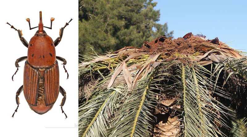 Rüsselkäfer und zerstörte Palme - Käfer von Didier Descouens - Eigenes Werk, CC BY-SA 4.0, Link | Palme von Küchenkraut - Eigenes Werk, CC BY-SA 3.0, Link