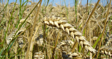 Getreideernte 2022 Getreideernte 2021