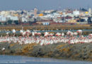 Titelbild: Flamingos in Sahline - Bild: Association "Les Amis des Oiseaux" (AAO)