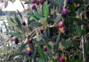Oliven am Baum - Schildlaus
