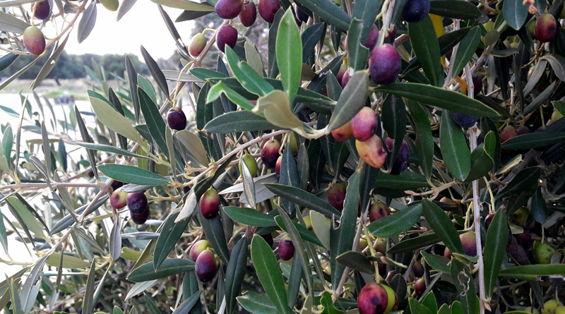 Oliven am Baum - Schildlaus