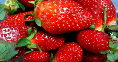 Erdbeeren in Tunesien Erdbeerernte 2023 Erdbeerernte 2023 Erdbeerernte 2022 Tunesische Erdbeeren - Erdbeerernte 2020