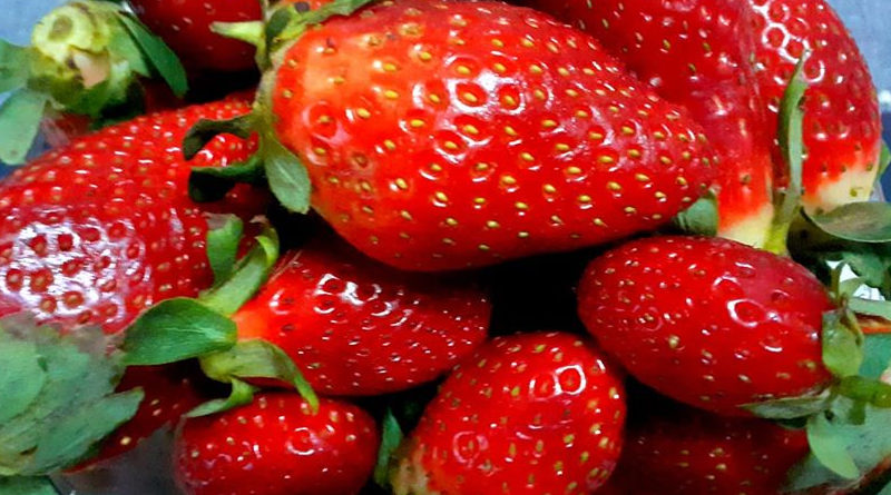 Erdbeeren in Tunesien Erdbeerernte 2023 Erdbeerernte 2022 Tunesische Erdbeeren - Erdbeerernte 2020 auf der Halbinsel Cap Bon hat begonnen