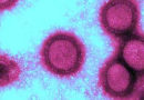 Grippevirus H1N1 - Bild: Par Yuki999 — Travail personnel, CC BY-SA 4.0, https://commons.wikimedia.org/w/index.php?curid=3184633