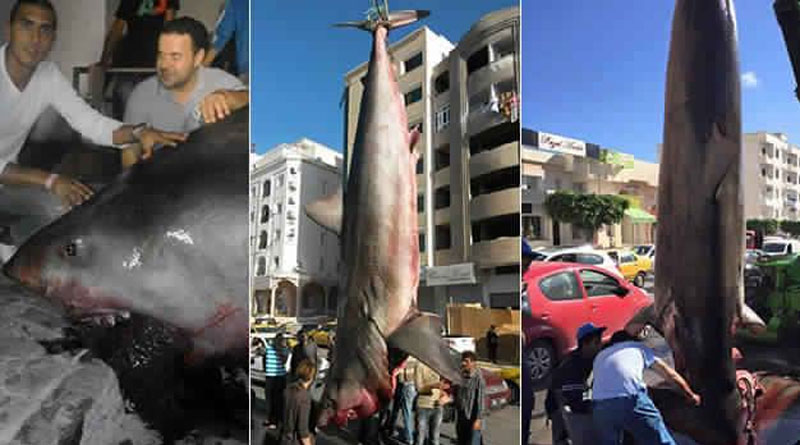 Weißer Hai vor Sousse gefangen