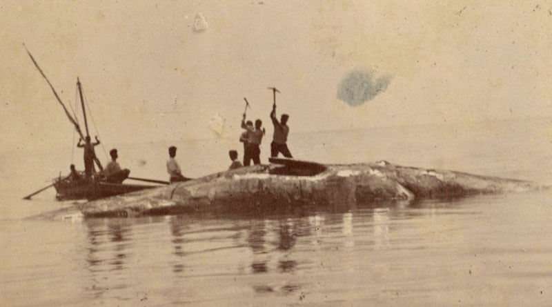 22.05.1890: Bei Thyna nahe Sfax strandet ein Pottwal.