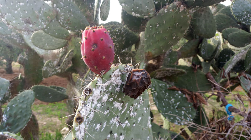 Mexikanische Marienkäfer zur Rettung der Kaktusfeigen