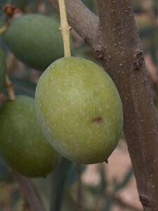 Frisch befallene Olive - Bild: CC BY-SA 3.0, https://commons.wikimedia.org/w/index.php?curid=1369118