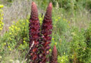 Orobanche foetida - Bild: Notafly - Eigenes Werk, CC BY-SA 4.0, https://commons.wikimedia.org/w/index.php?curid=49011113
