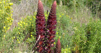 Orobanche foetida - Bild: Notafly - Eigenes Werk, CC BY-SA 4.0, https://commons.wikimedia.org/w/index.php?curid=49011113