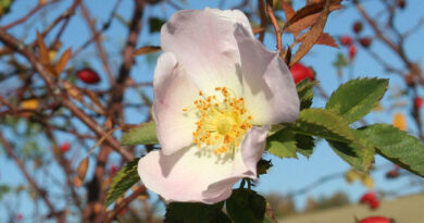 Die Hagebutte: Rosenpflanze und ein Reichtum für die Region Zaghouan - Bild: Die Autorenschaft wurde nicht in einer maschinell lesbaren Form angegeben. Es wird Jojo als Autor angenommen (basierend auf den Rechteinhaber-Angaben). CC BY-SA 3.0, https://commons.wikimedia.org/w/index.php?curid=393573