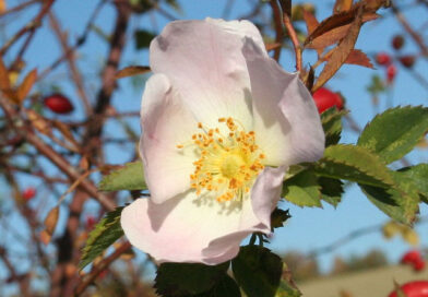 Die Hagebutte: Rosenpflanze und ein Reichtum für die Region Zaghouan - Bild: Die Autorenschaft wurde nicht in einer maschinell lesbaren Form angegeben. Es wird Jojo als Autor angenommen (basierend auf den Rechteinhaber-Angaben). CC BY-SA 3.0, https://commons.wikimedia.org/w/index.php?curid=393573