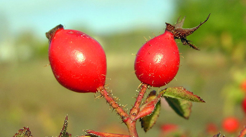 Hagebuttenfrüchte - Bild: Andrew Butko, CC BY-SA 3.0, https://commons.wikimedia.org/w/index.php?curid=20903621
