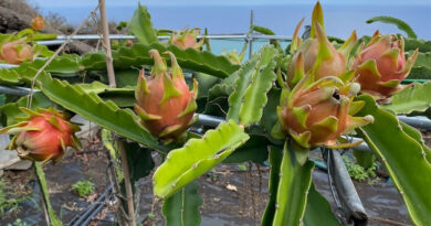 Tunesien: Erfolgreicher Anbau der Drachenfrucht in mehreren Regionen - Bild: Petrtkap - Eigenes Werk, CC BY-SA 4.0