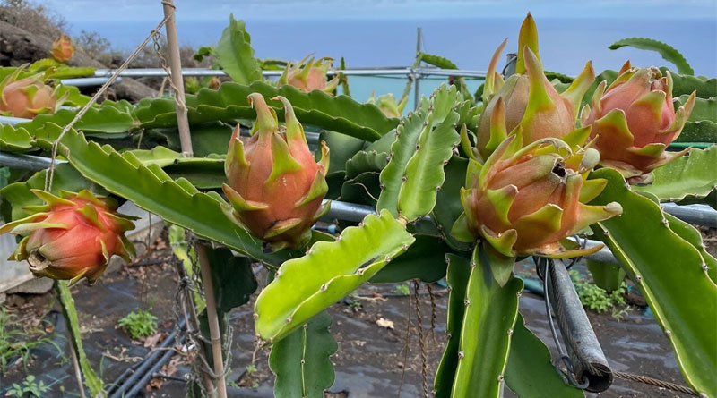 Tunesien: Erfolgreicher Anbau der Drachenfrucht in mehreren Regionen