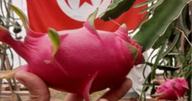 Tunesien: Erfolgreicher Anbau der Drachenfrucht in mehreren Regionen