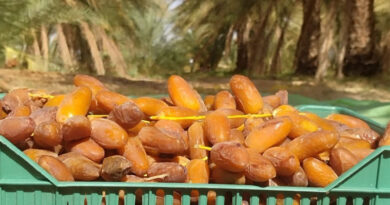 Bio-Datteln: Deglet Nour offiziell in neuer Codex-Norm für frische Datteln anerkannt Bild: https://www.facebook.com/profile.php?id=61581374159551